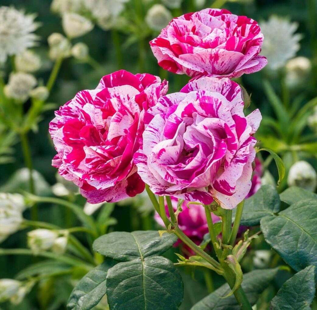 Роза парковая Фердинанд Пичард